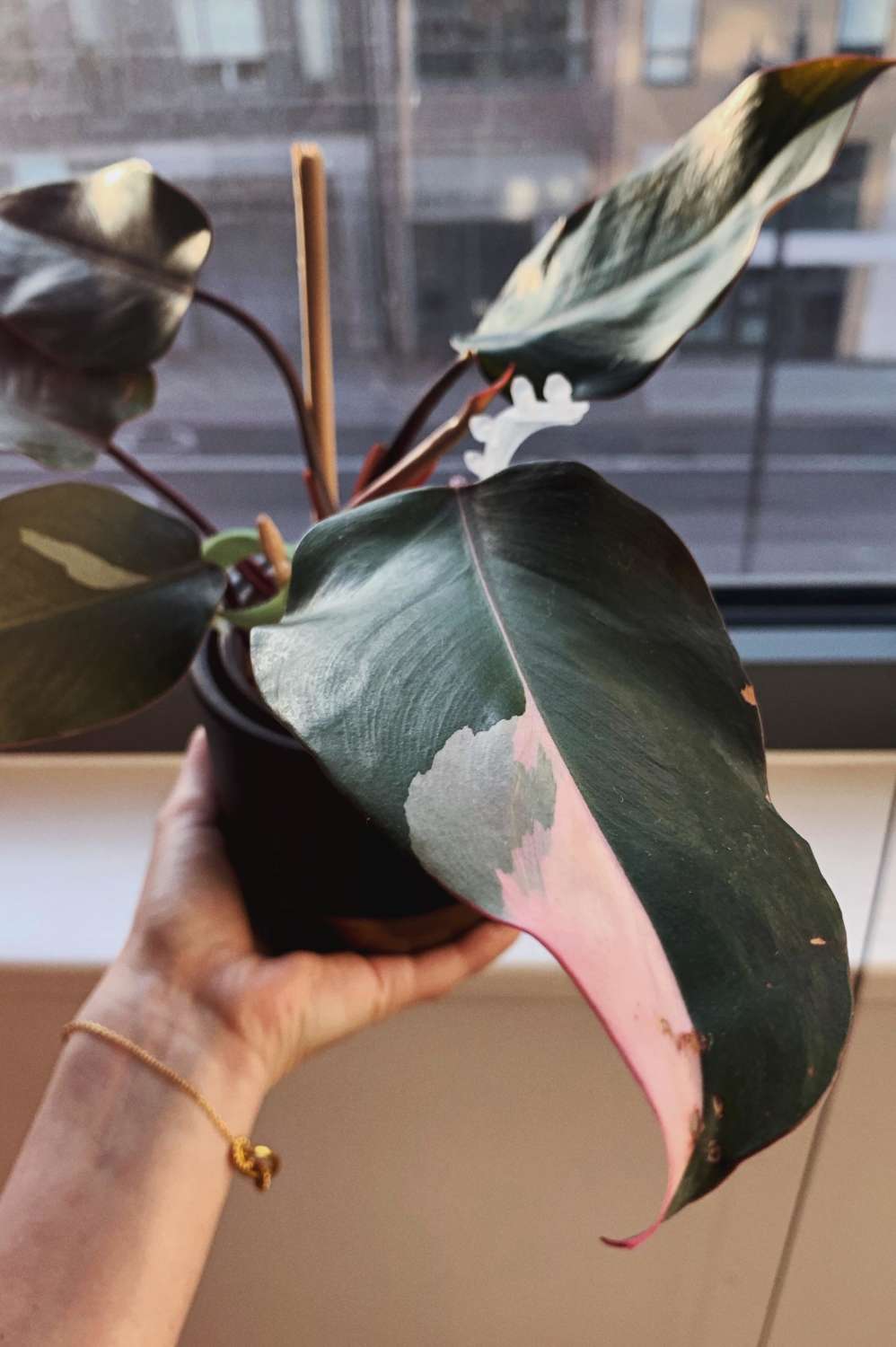 Philodendron-pink-princess