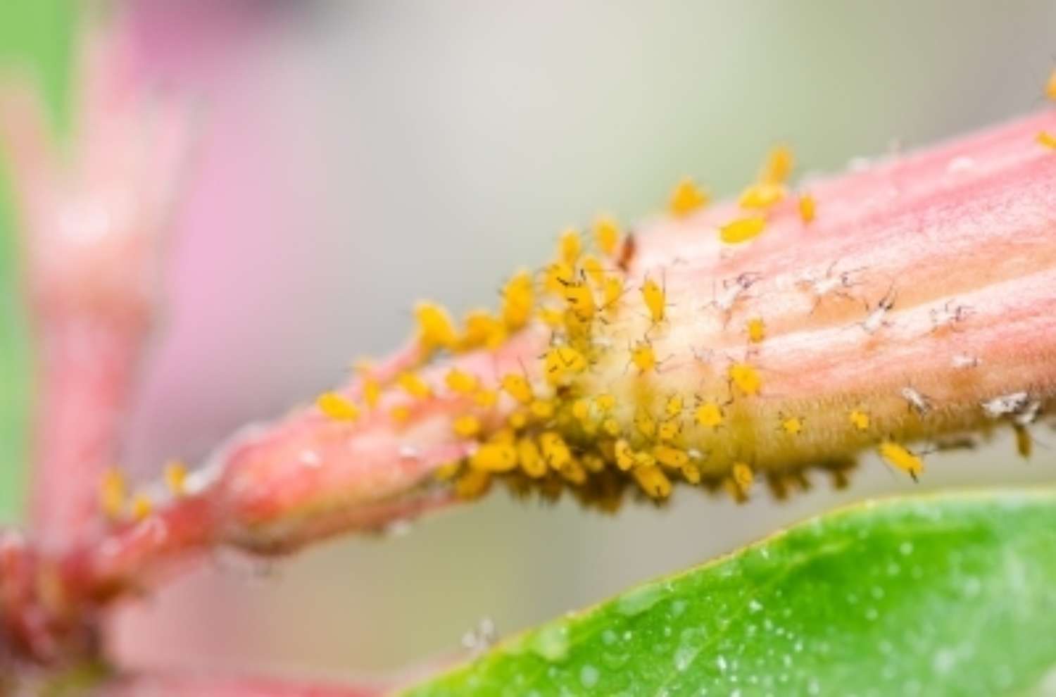 How to treat aphids on indoor plants Image courtesy of Sweet Crisis at Free Digital Photos net