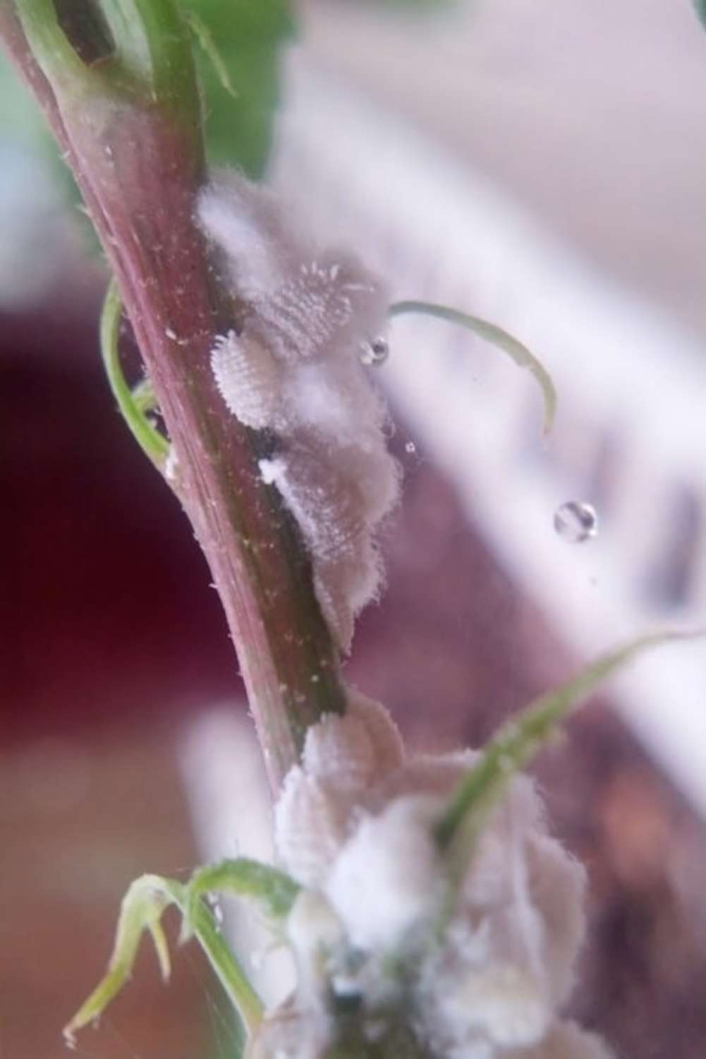 How to treat mealybugs on indoor plants