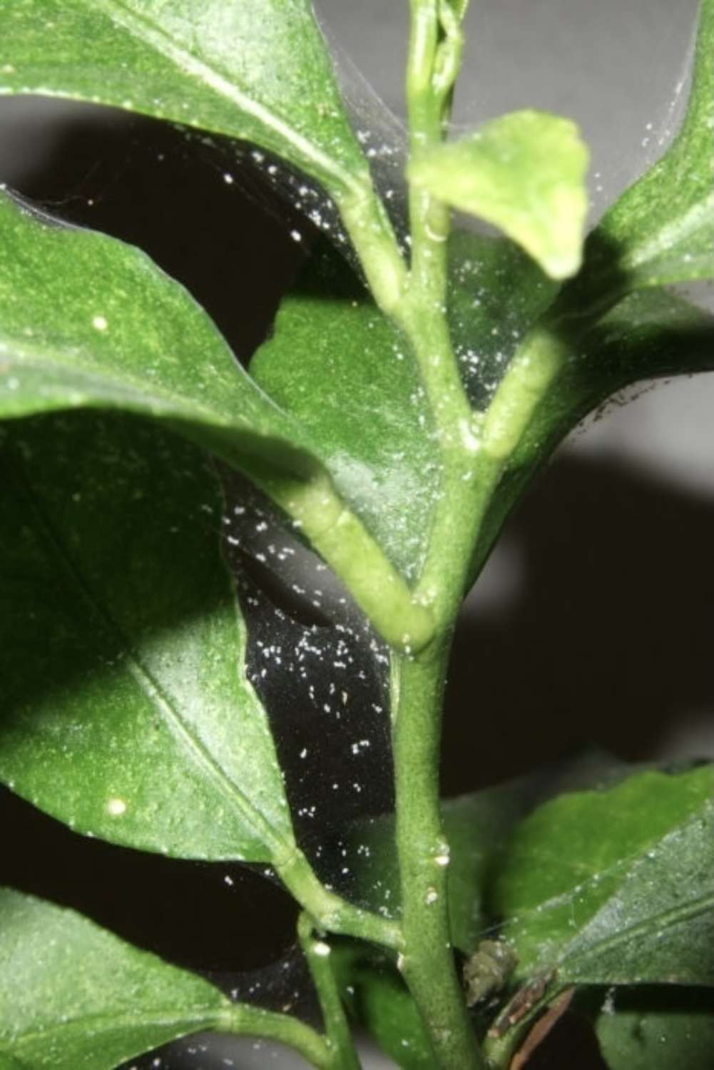 How to treat spider mites on indoor plants