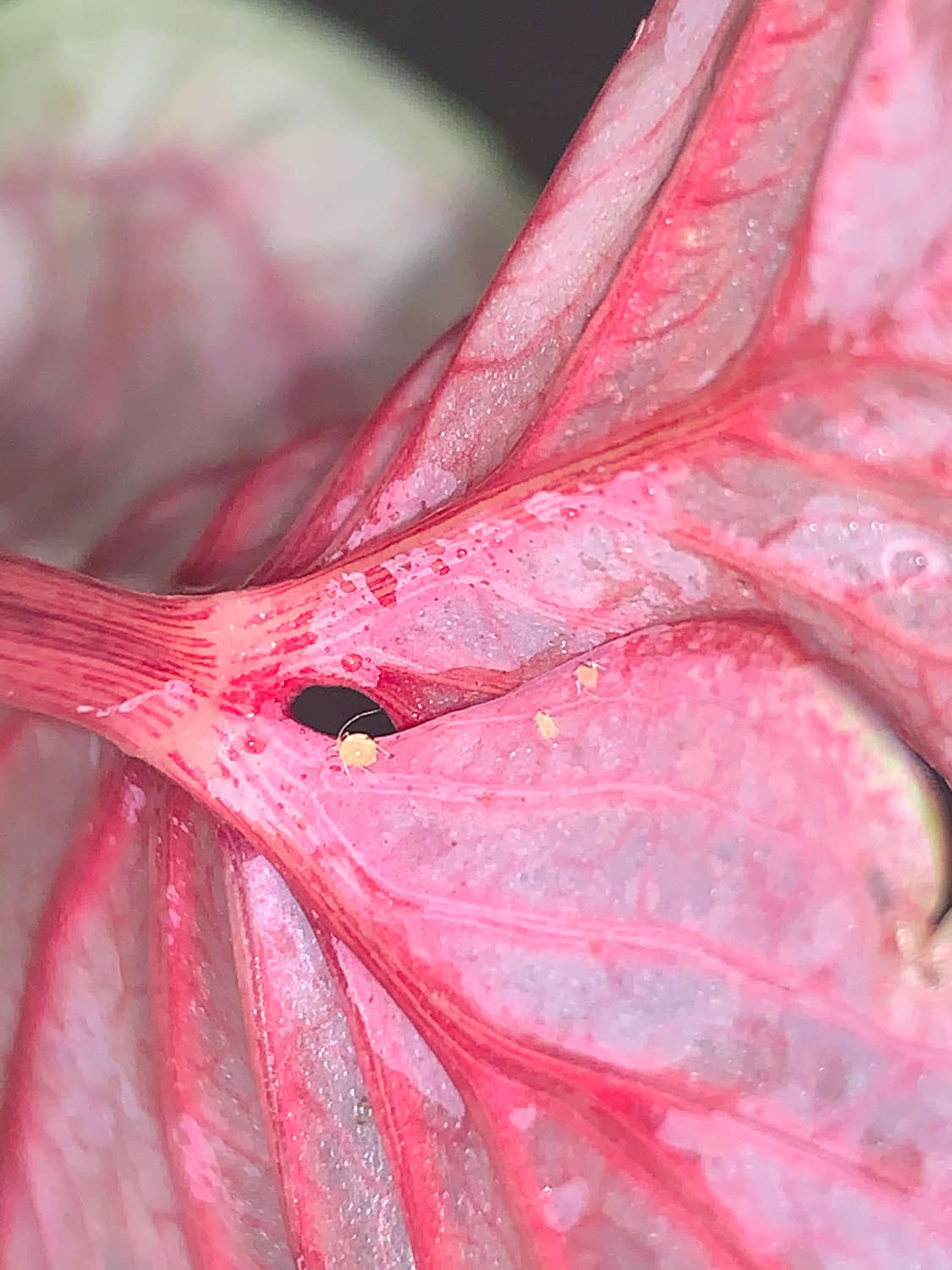 Identifying common plant pests on indoor plants Aphids