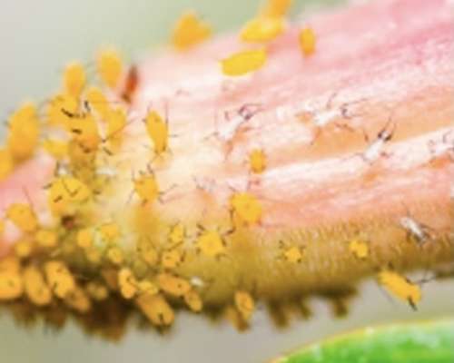 How to treat aphids on indoor plants