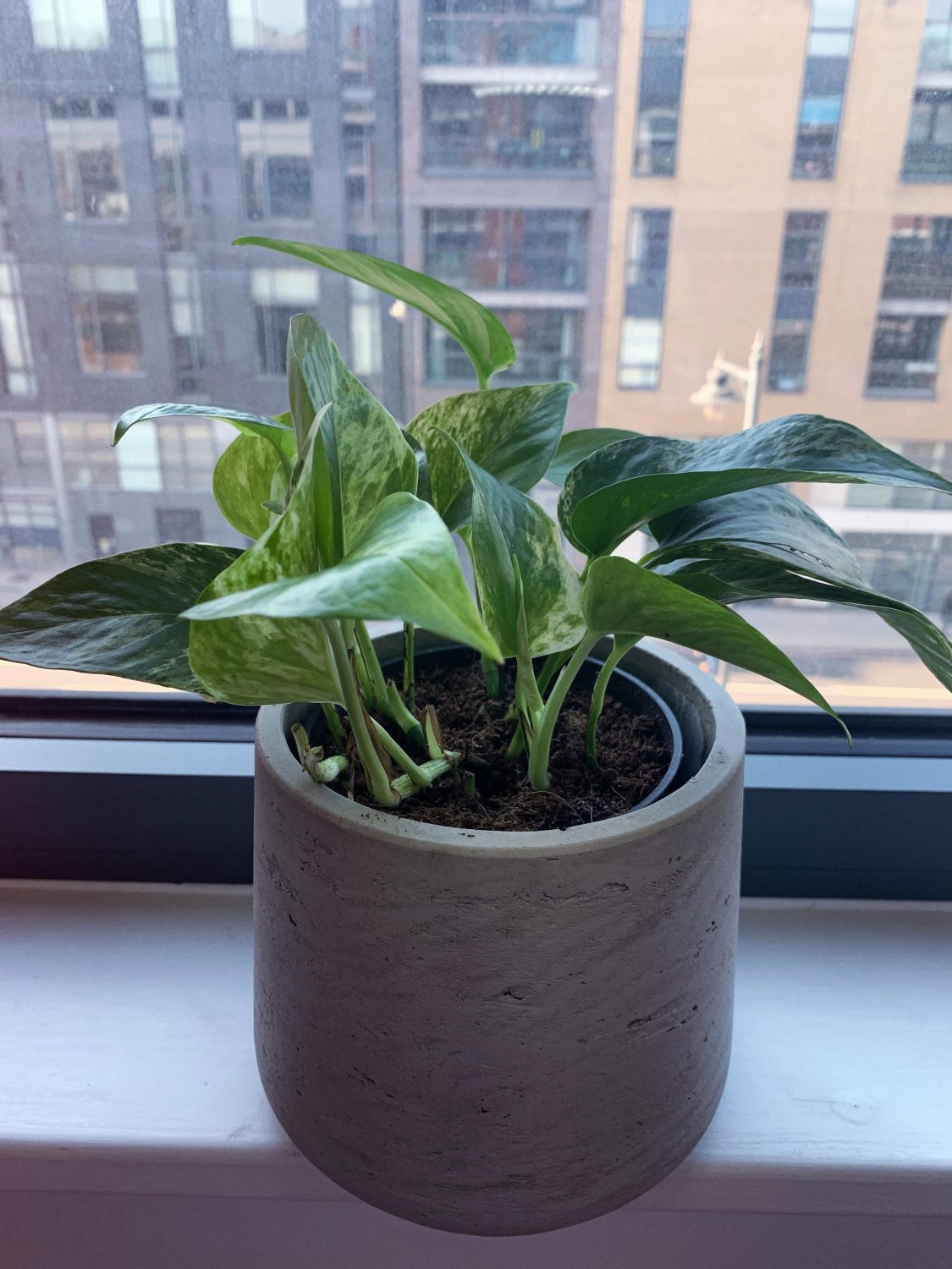 Marble Queen Pothos Plant