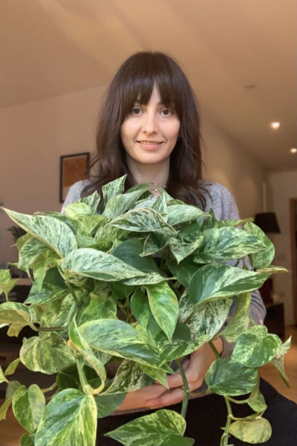 Marble Queen Pothos