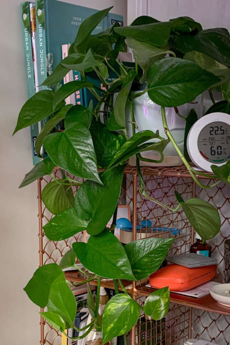 Best Low Light Indoor Plants Golden Pothos